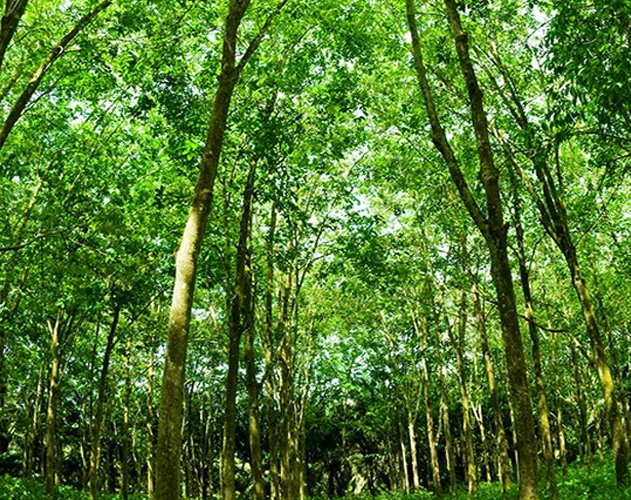 Tree planting to offset production